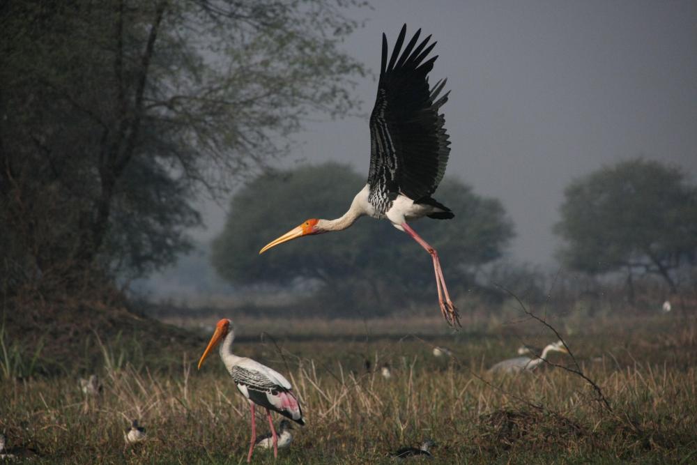 Salim Ali Bird Sanctuary (1).jpg